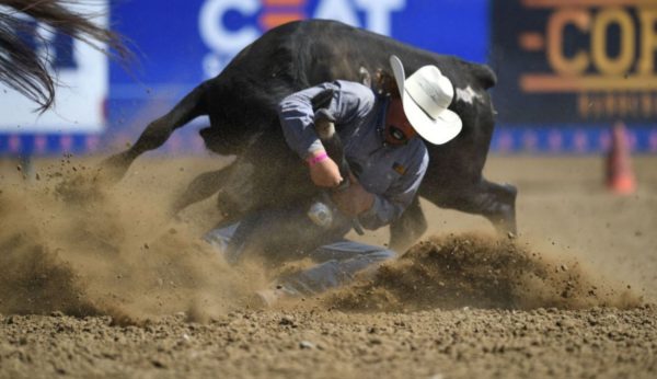 Senior Walker Goffard tackles the steer to the ground during one of his rodeo competitions.