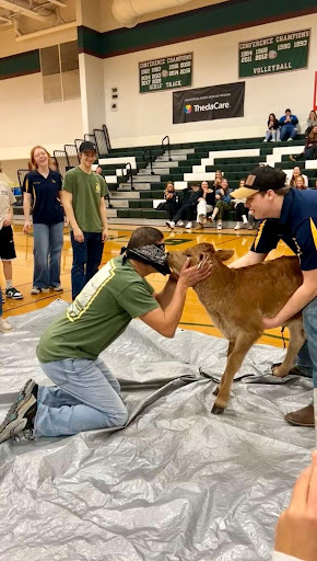 Spanish teacher Jairo Granados kisses a calf blindfolded at the FFA pep assembly on Friday, March 1. The class with the most spirit points got to select a teacher from willing candidates. The freshmen won and chose Granados. 