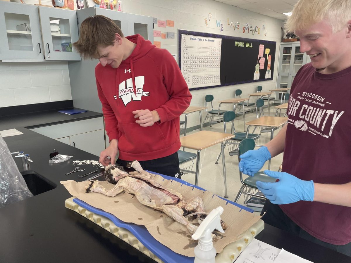 Seniors Brock Wilde and Wyatt Hamersma prepare to perform the dissection. Their first task was to locate and label the different parts of each system.