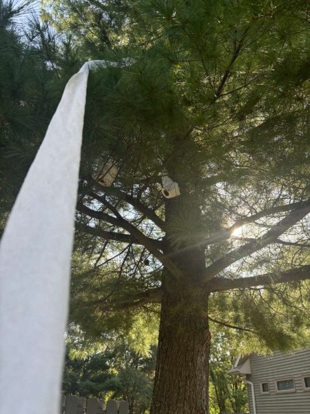 A roll of toilet paper hanging from a tree after being TP’d the previous day. The annual tradition usually requires a cleanup the day after. “Cleaning up is not the most fun, but it’s not very destructive either,” science teacher Nick Kvam said.