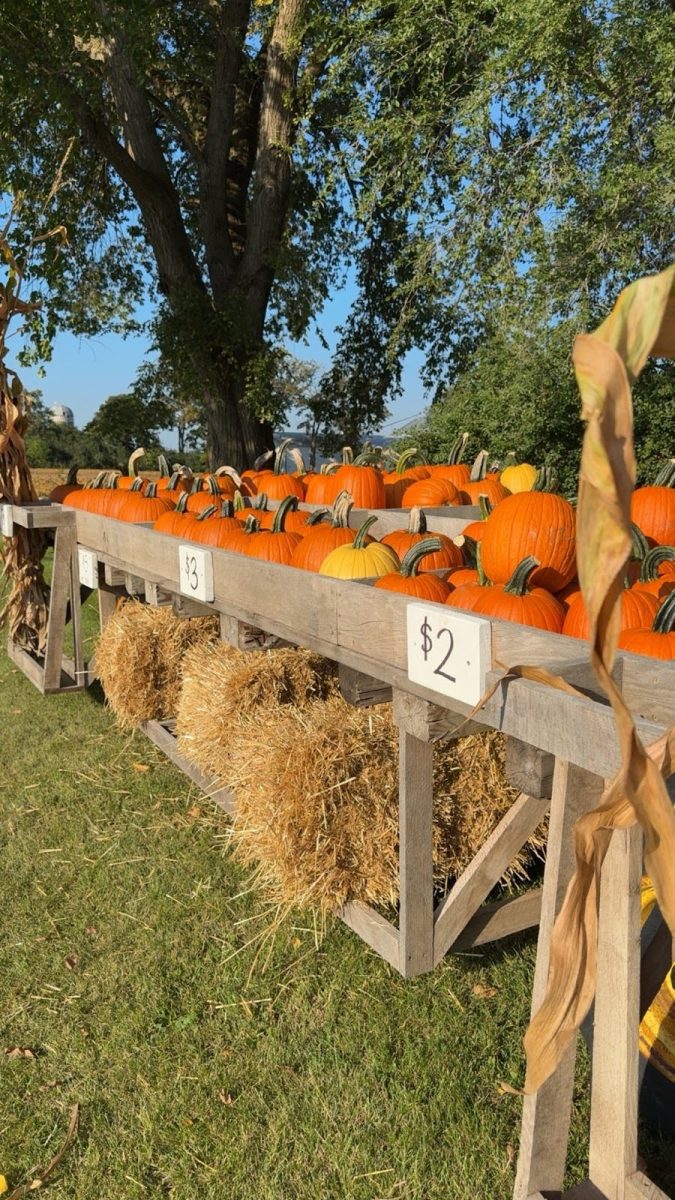Pumpkins sit on stands priced based on size. However, the biggest gains are in the human connections. “I love the time we get as a family, including picking out the different varieties we will plant, planting in the fields all together, going out to the patch over the summer months to see the growth, working in the fields to pick the pumpkins, and interacting with the community when they come out to the farm,” Kristen Mertens said.