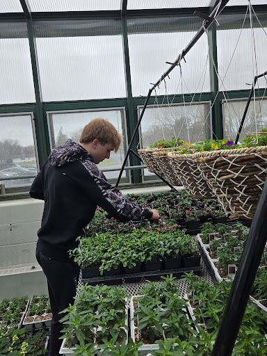 Senior Blake Mertens works on organizing the plants within the greenhouse. These plants might have been planted as far back as the first week of January. “I have independent study third and fourth hour, so I work in here during then, sometimes it’s during the weekends if Miller and I have time to come in and work on it. It’s a full-time job you never get done. As you can see, I’m still moving stuff in here; it never stops,” Mertens said.
